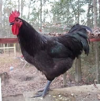 ISO: Jersey Giant Rooster
