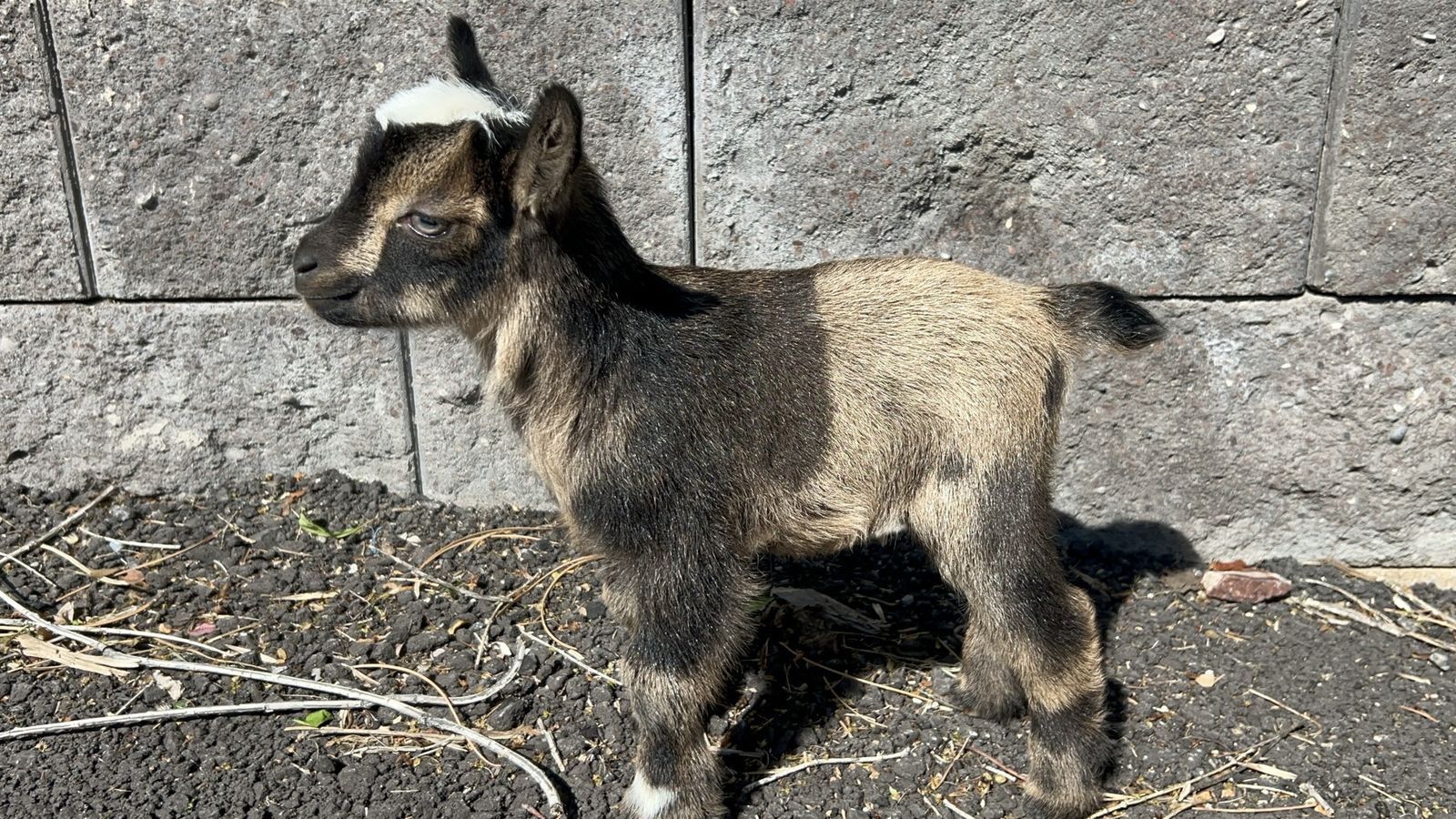 Nigerian dwarf doeling