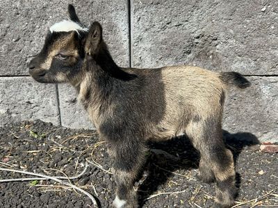 Nigerian dwarf doeling