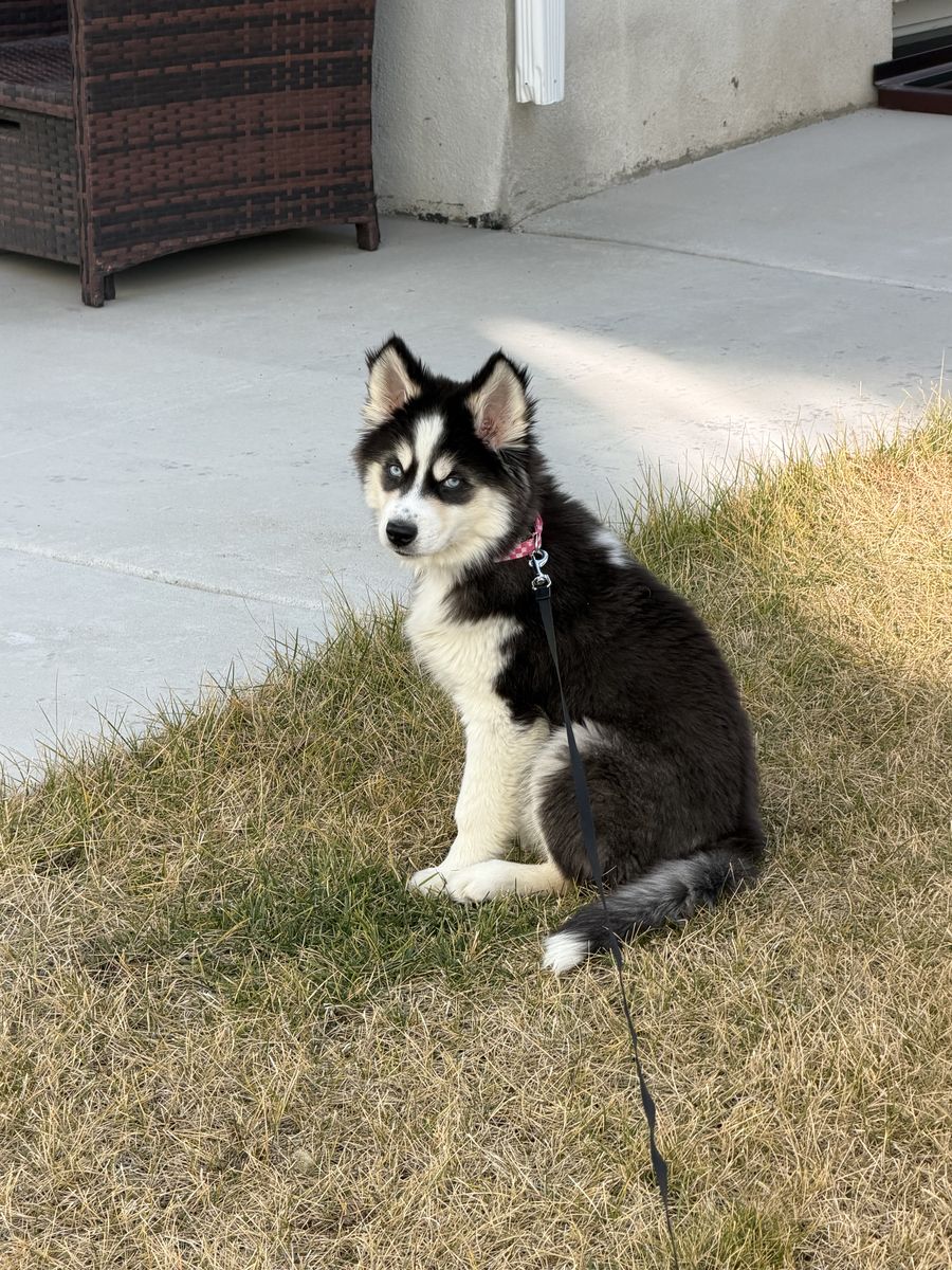 Beautiful Female Siberian Husky Puppy (pure bred)