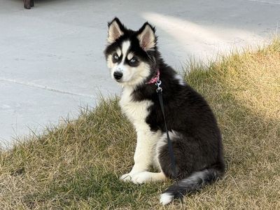 Beautiful Female Siberian Husky Puppy (pure bred)