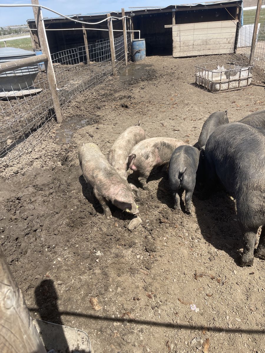 Pigs “pairs” trade for lambs