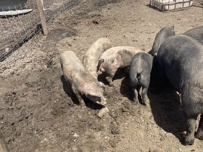 Pigs “pairs” trade for lambs
