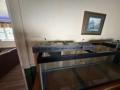 Salt water fish tank setup