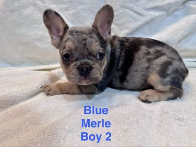 French Bulldog Puppies - AKC- Variable Priced