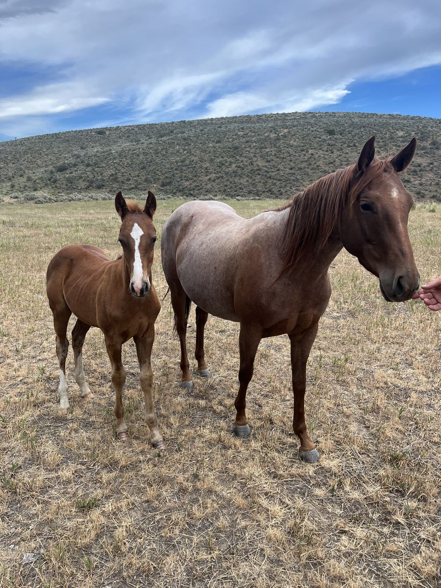 2026 colt. By a son of bet hesa cat 