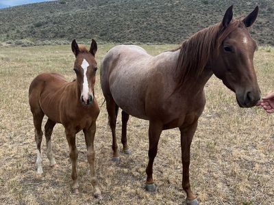 2026 colt. By a son of bet hesa cat