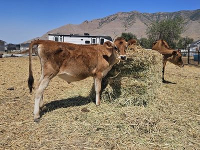 Jersey Heifer Calf