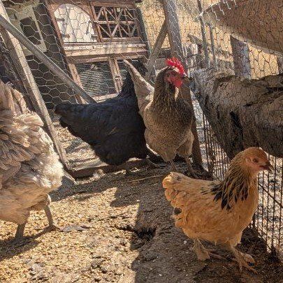 Nice young prolific laying hens