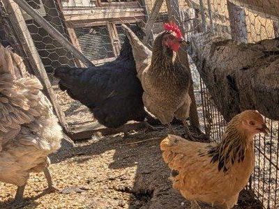 Nice young prolific laying hens