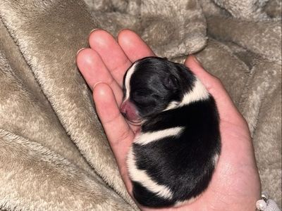 Full Breed Pomeranian Puppies - 2 Males 1 female Ready October