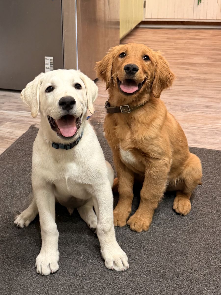 TRAINED AkC golden retriever Labrador