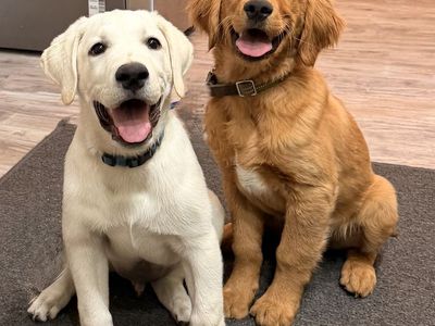 TRAINED AkC golden retriever Labrador
