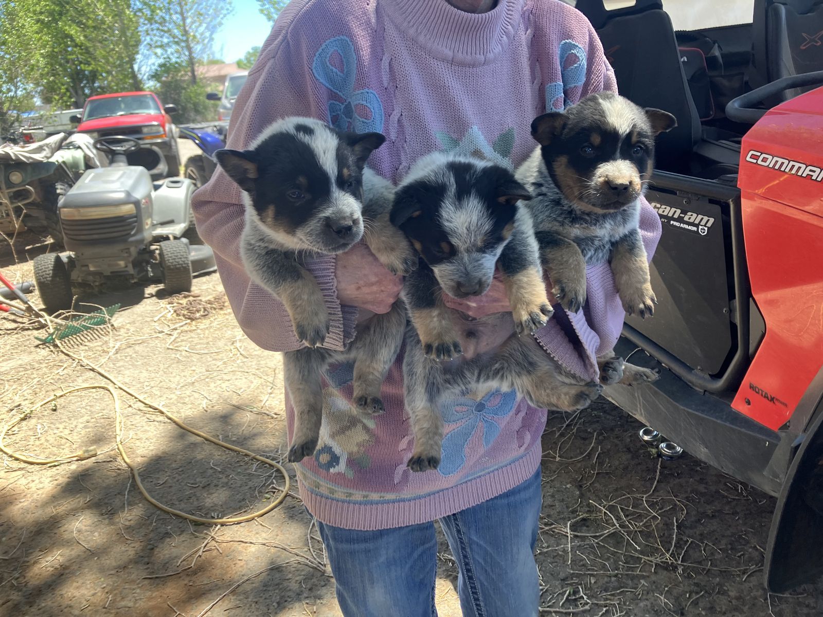 Blue Heeler Pups