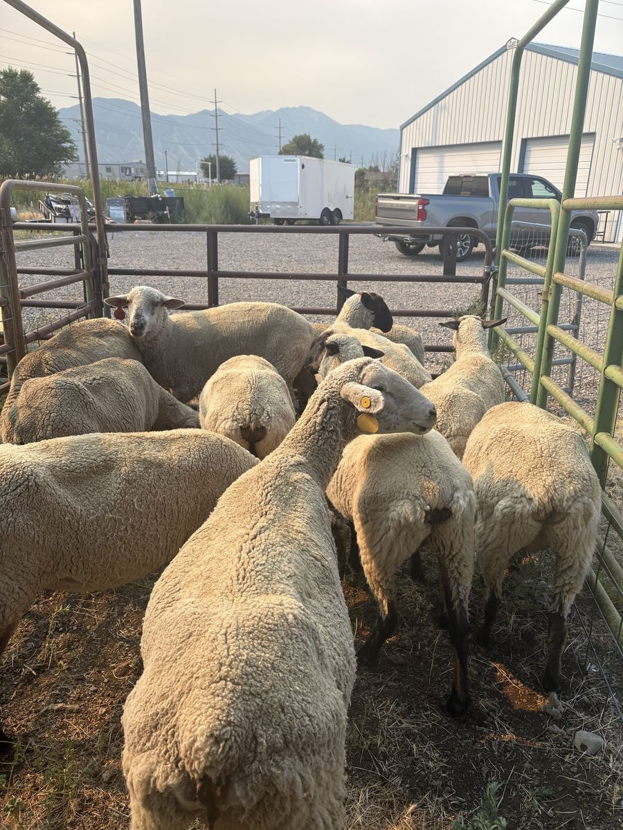 Flock of Domestic Livestock Sheep