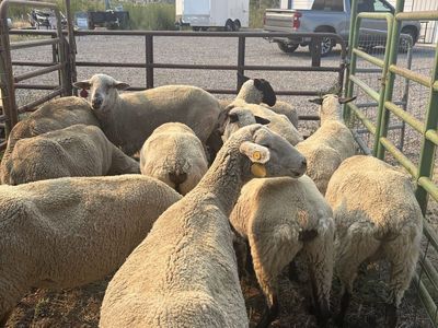 Flock of Domestic Livestock Sheep
