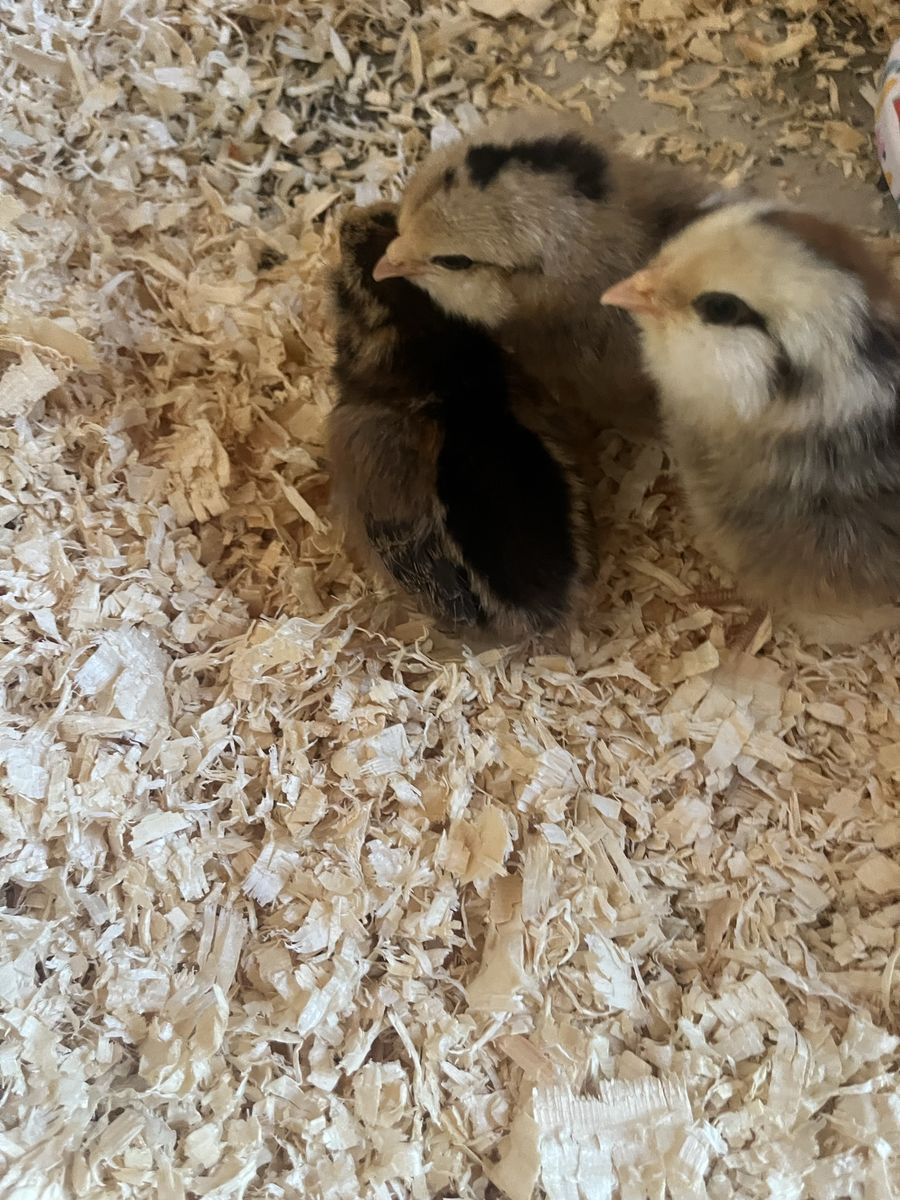 Baby chicks