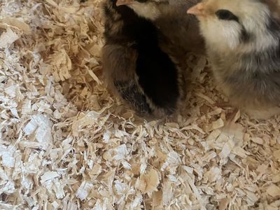 Baby chicks