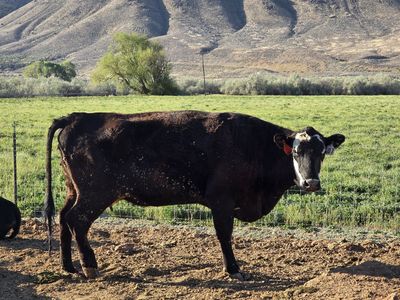 Hamburger Cow