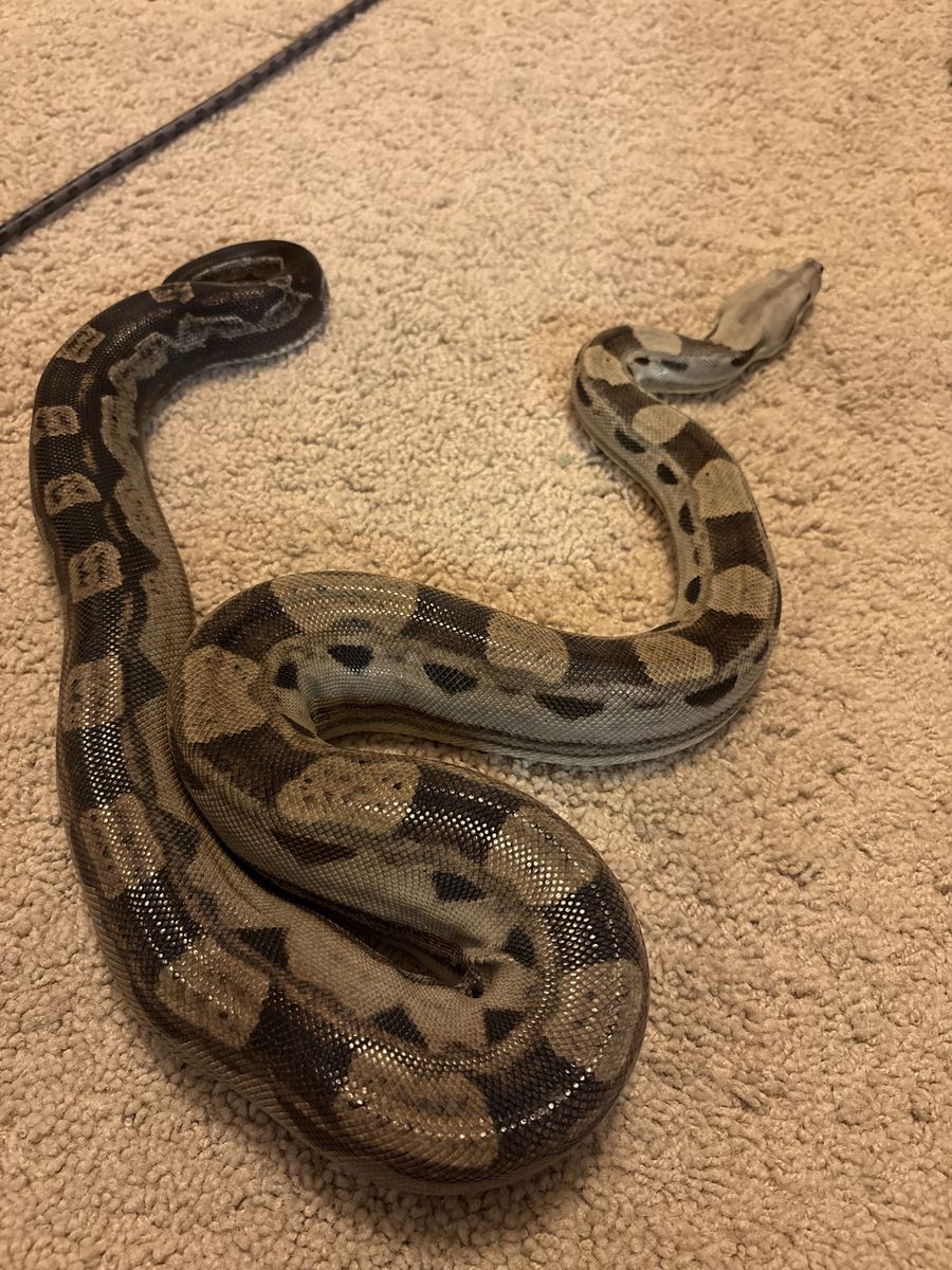 Motley Boa female
