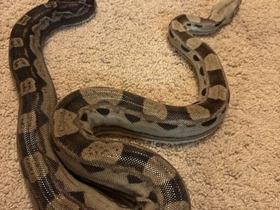 Motley Boa female