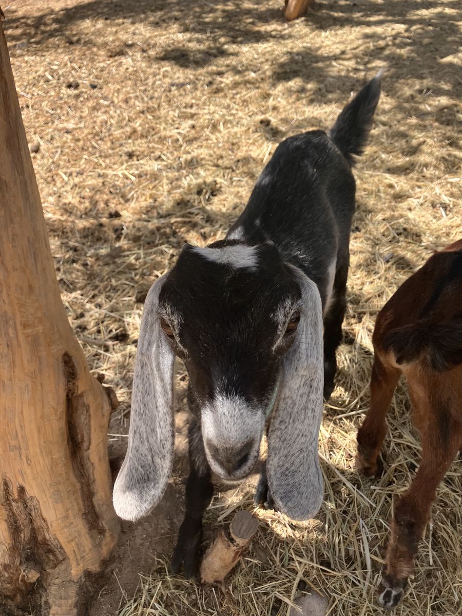 Nubian Dairy goat kid - Show quality - $325
