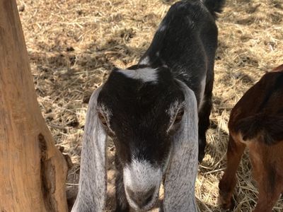 Nubian Dairy goat kid - Show quality - $325