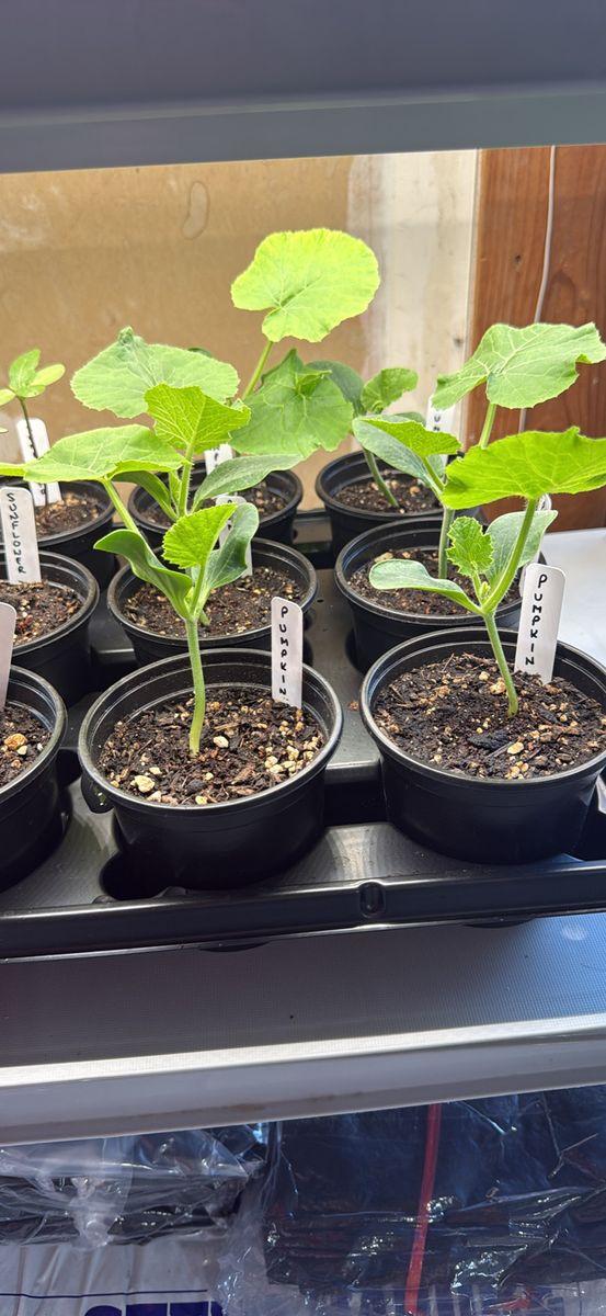 Healthy Pumpkin Starts - Ready for Your Garden