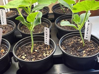 Healthy Pumpkin Starts - Ready for Your Garden