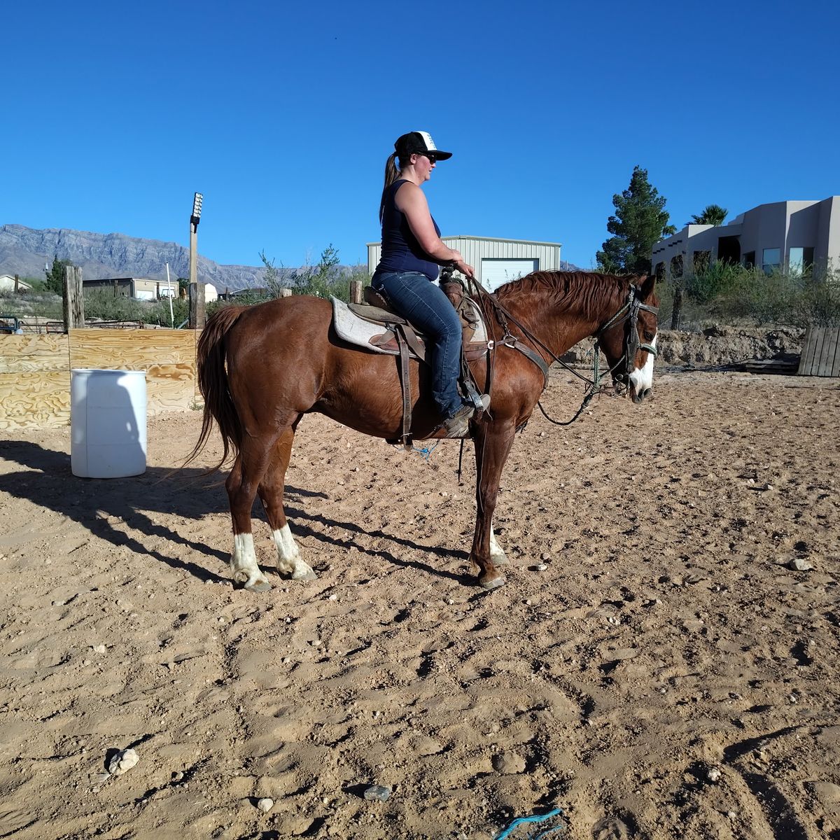 AlL Around gelding rodeo trails ranch