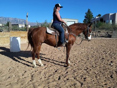 AlL Around gelding rodeo trails ranch
