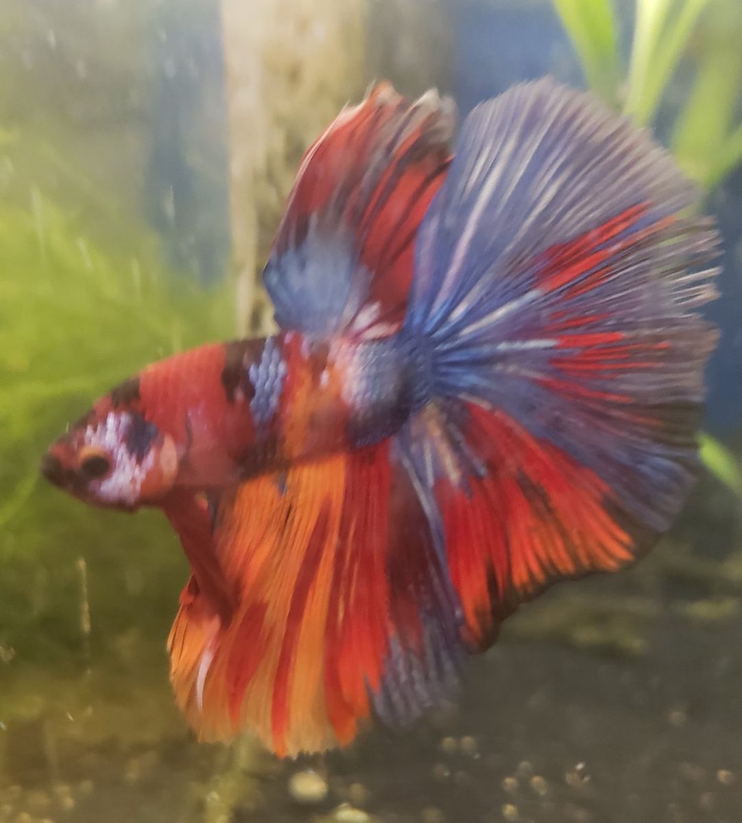 Import halfmoon Betta