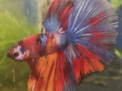 Import halfmoon Betta