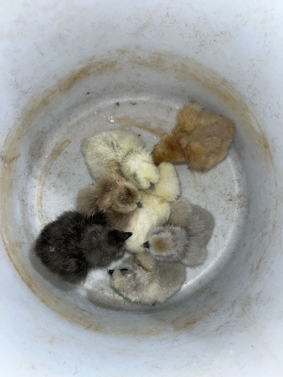 Silkie Chicks SALE