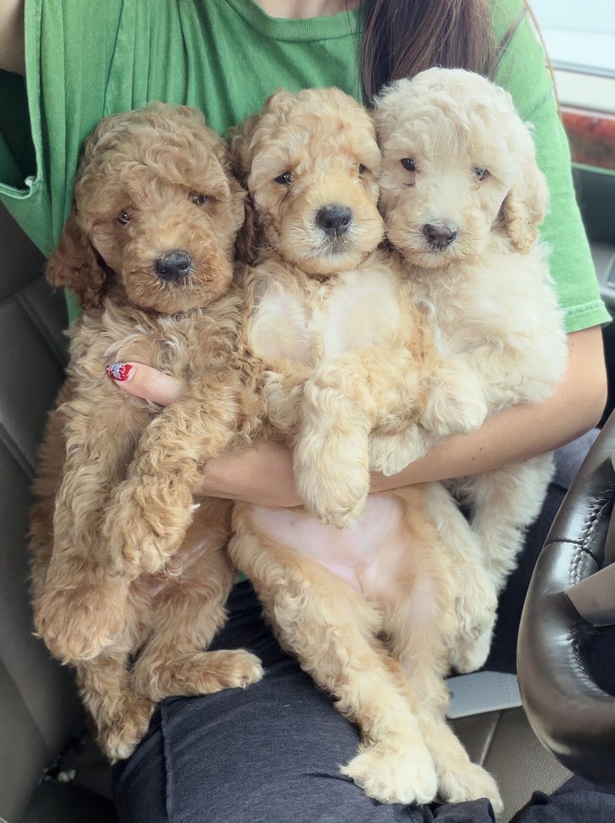 Adorable Teddy Bear Labradoodles — Ready 8/3