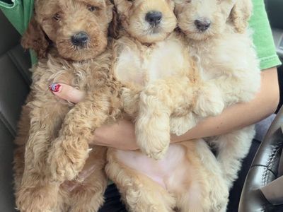 Adorable Teddy Bear Labradoodles — Ready 8/3