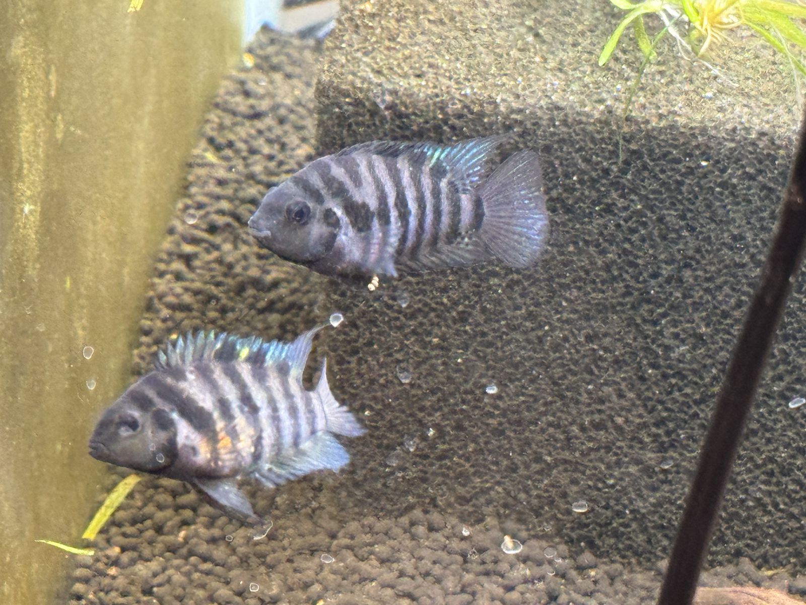 Convict Cichlids