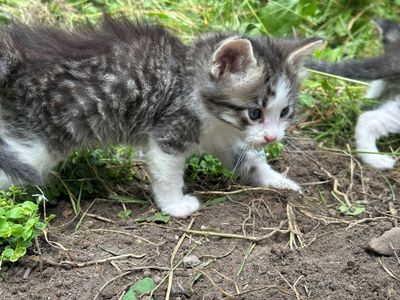 Kittens, ready to go to their new home June 28th