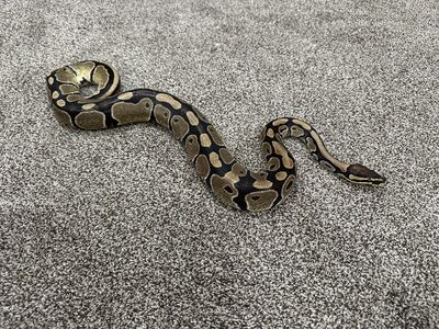 Ball python + 20 gallon tank, hide, lamp, water dish