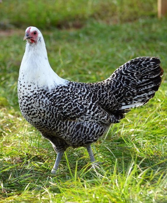 Silver Deathlayer Chicks