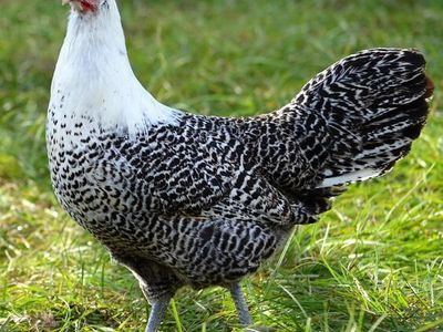 Silver Deathlayer Chicks