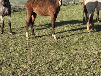 Tennessee Walker