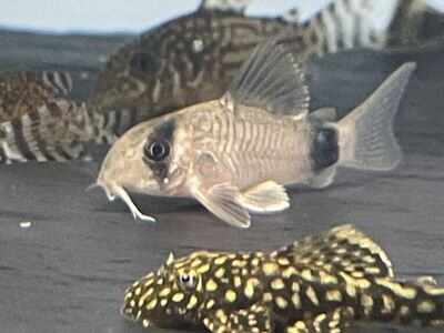 Panda Corydora Catfish