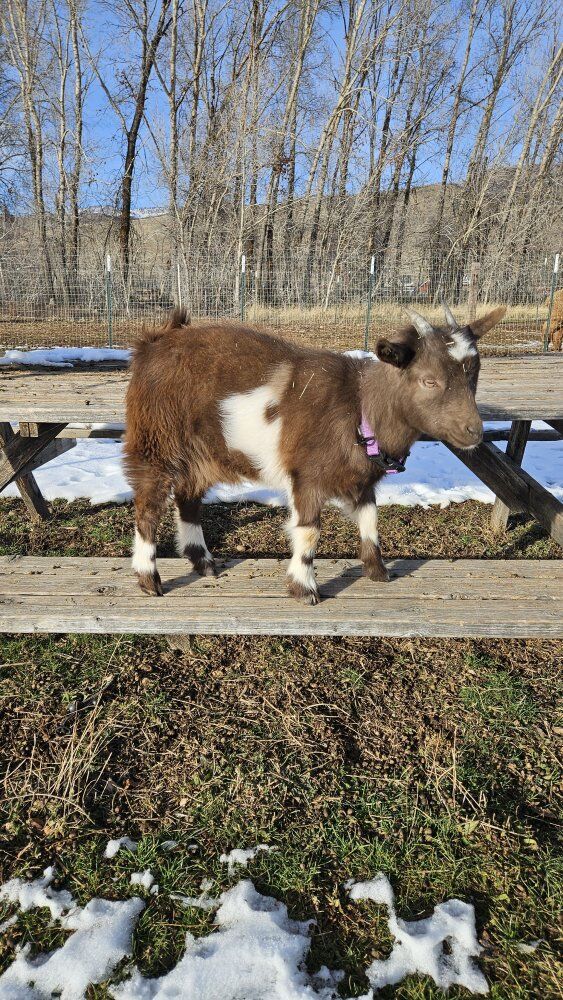 Nigerian Dwarf Goat for Sale – Huntsville, UT