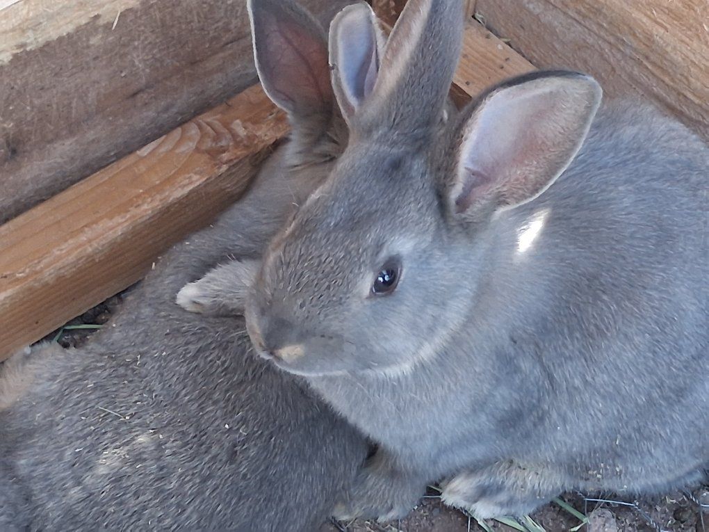 New Zealand rabbits