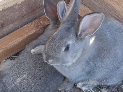 New Zealand rabbits