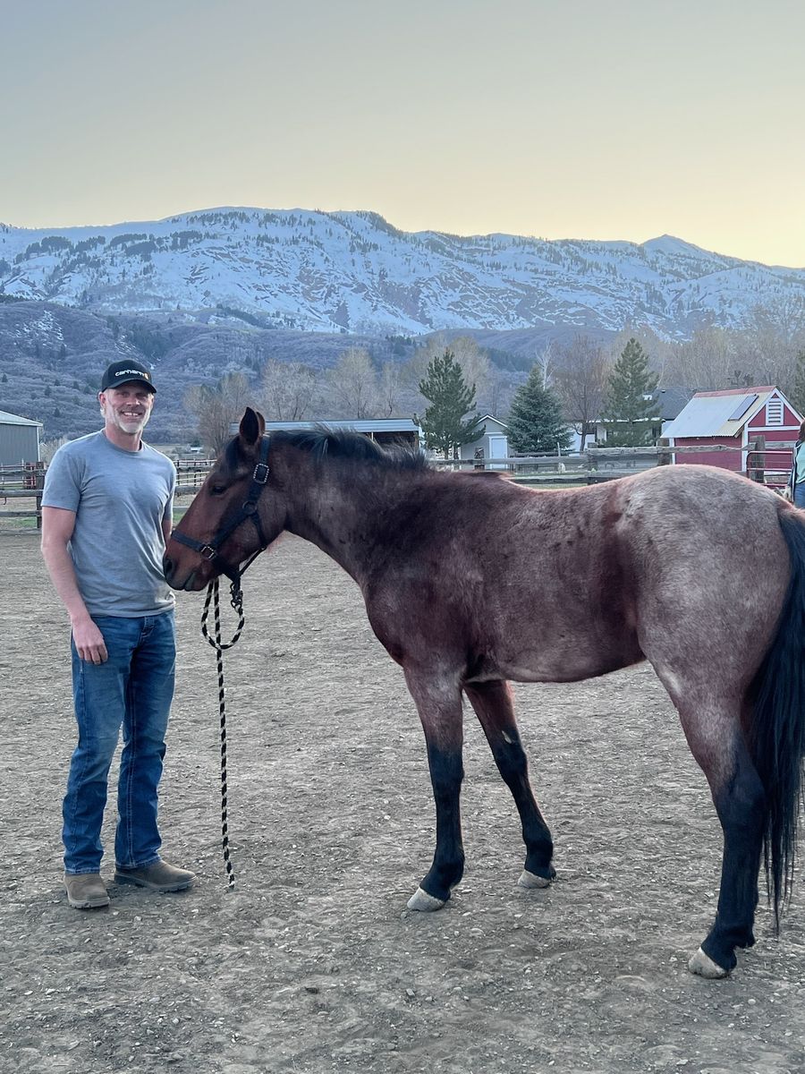 5-Year-Old Bay Roan Gelding Quarter Horse