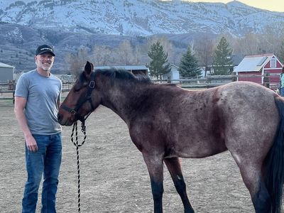 5-Year-Old Bay Roan Gelding Quarter Horse