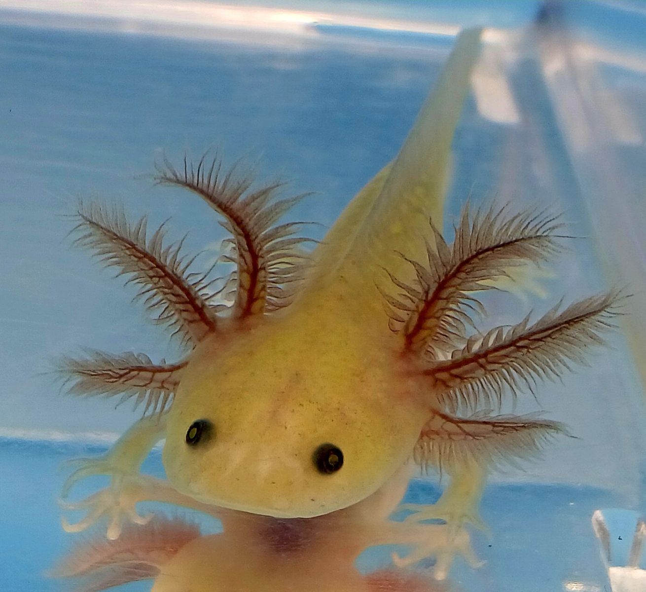 Baby Axolotls