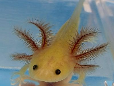 Baby Axolotls